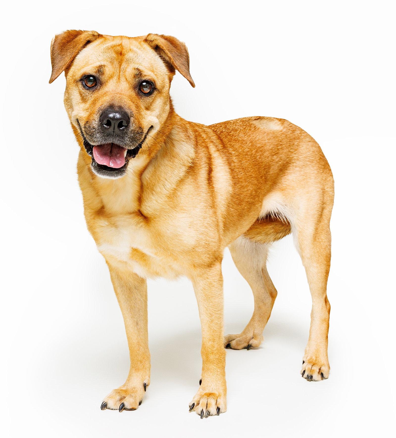 Enlarge Honey, a Adoptable mixed breed in Cary, NC image 2/3