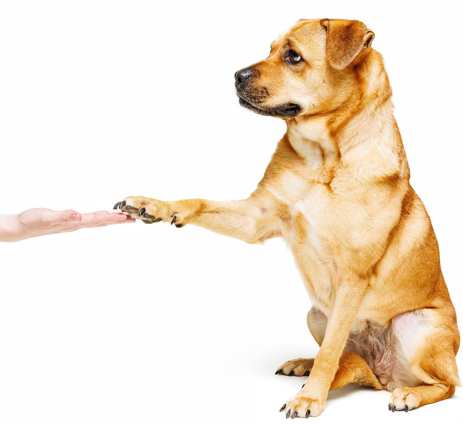Enlarge Honey, a Adoptable mixed breed in Cary, NC image 3/3