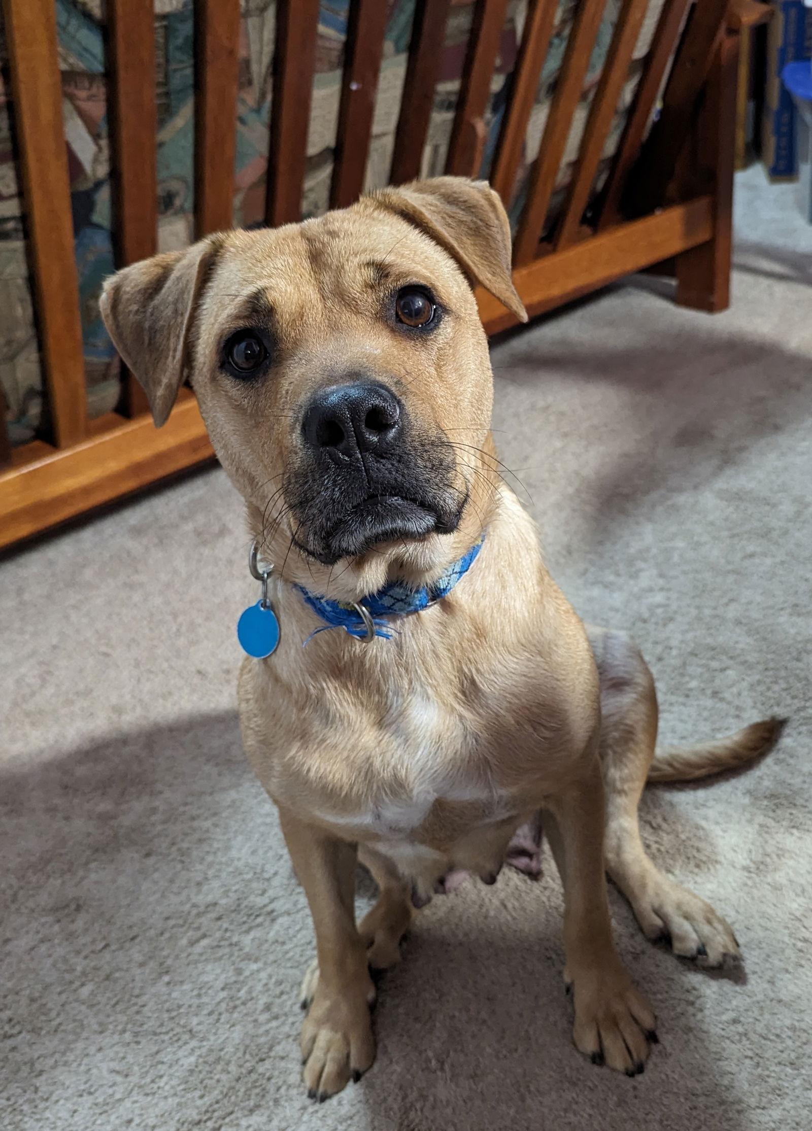 Honey, a Adoptable mixed breed in Cary, NC image 3/3