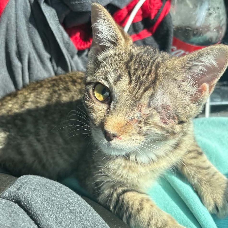 River, Adoptable, Young Female Domestic Short Hair.
