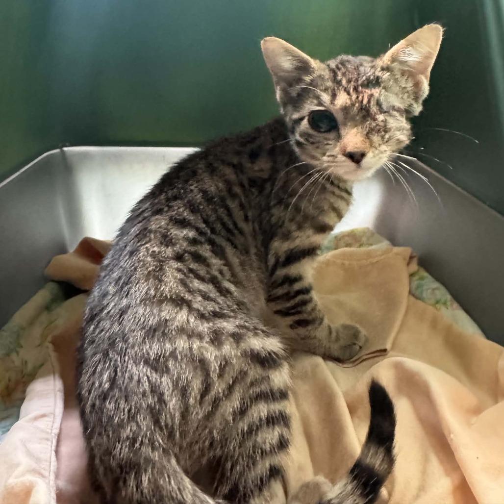 Enlarge River, a Adoptable Domestic Short Hair in Gordonsville, TN image 2/4