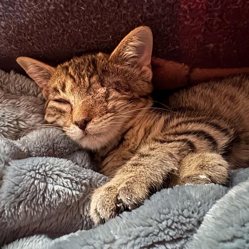 Enlarge River, a Adoptable Domestic Short Hair in Gordonsville, TN image 3/4