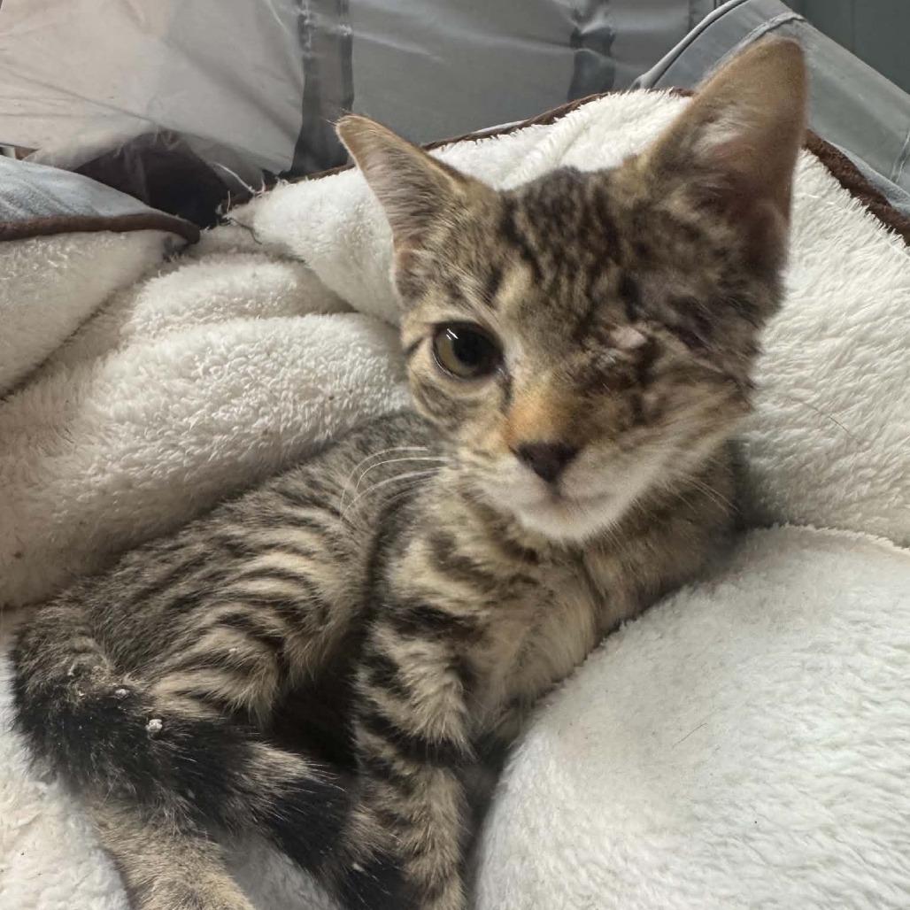 Enlarge River, a Adoptable Domestic Short Hair in Gordonsville, TN image 4/4