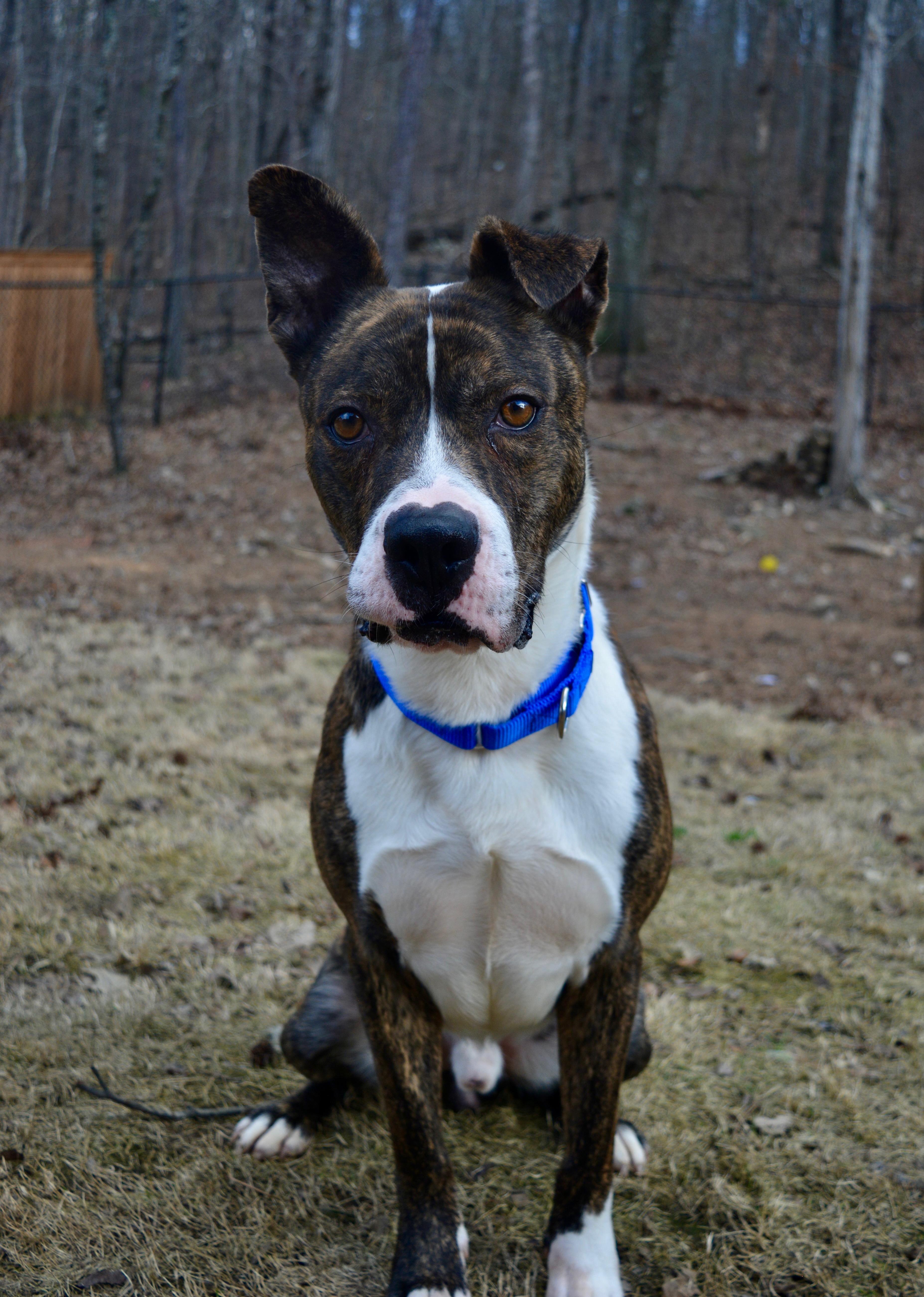 Enlarge Knox, a ADOPTABLE mixed breed in Pelham, AL image 2/6
