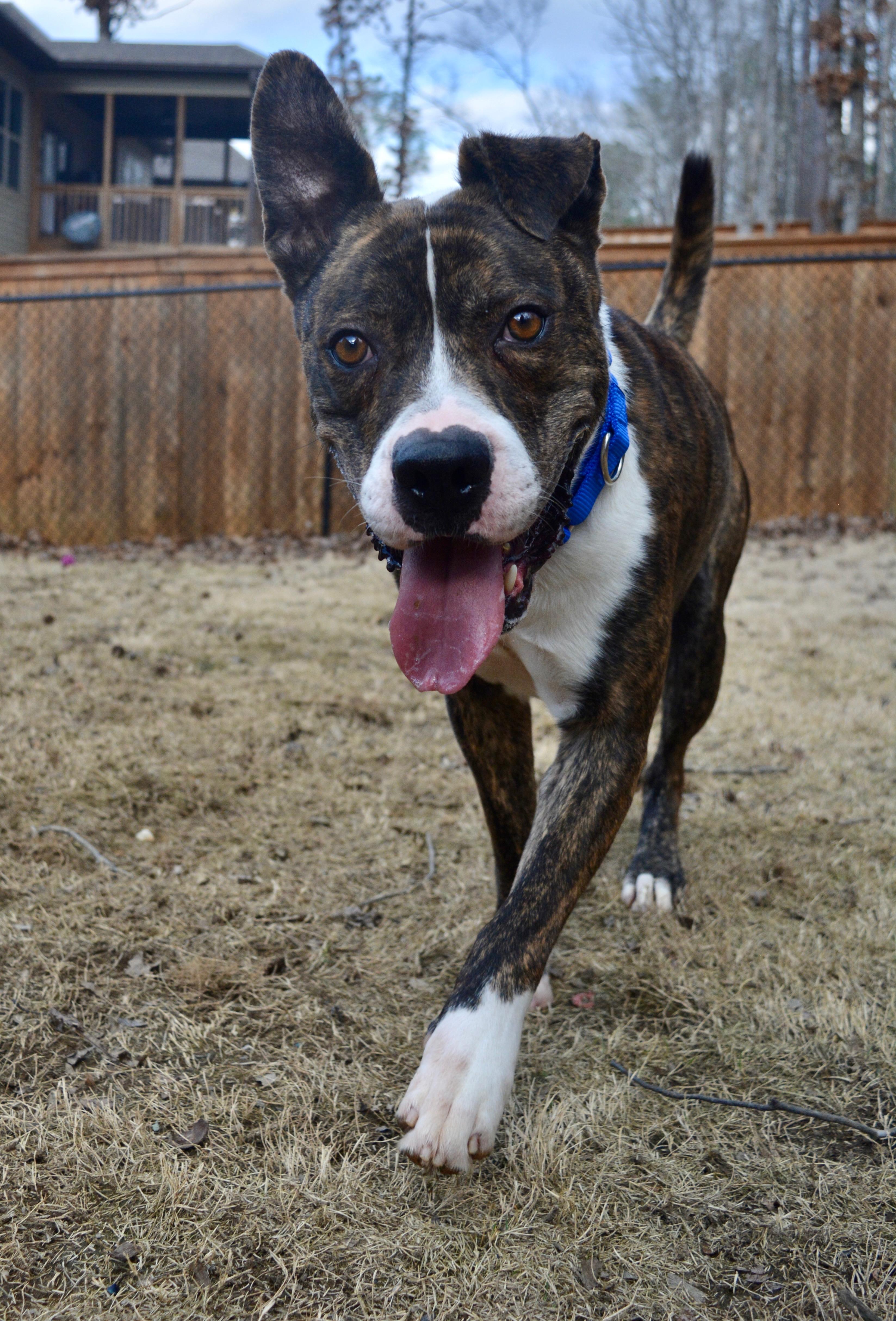 Knox, ADOPTABLE, Young Male American Staffordshire Terrier & Pit Bull Terrier.