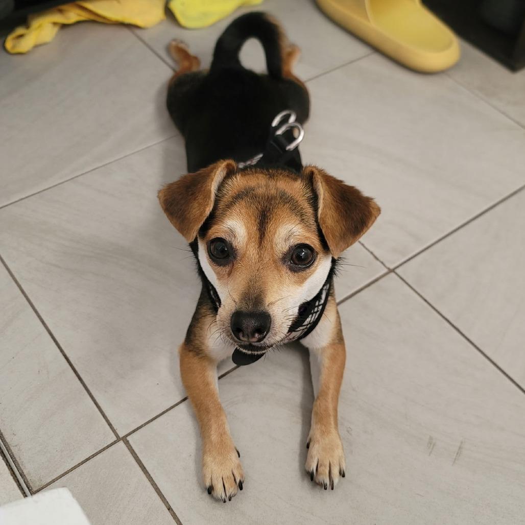 Happie, Adoptable, Young Female Chihuahua & Dachshund.