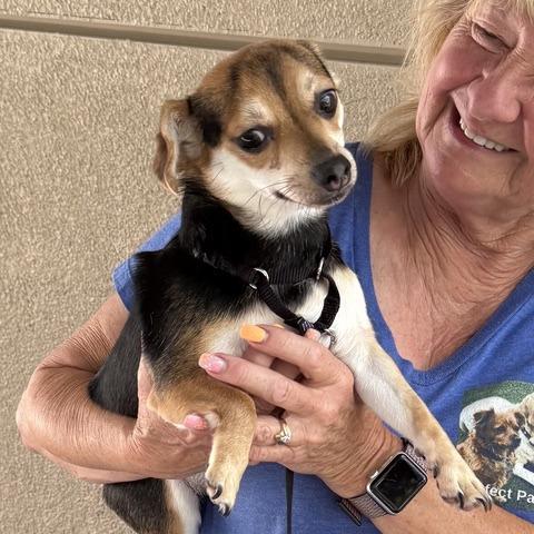 Happie, a Adoptable mixed breed in Pacifica, CA image 2/4