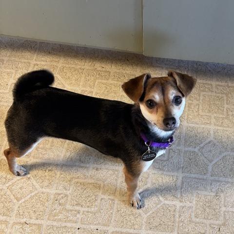 Happie, a Adoptable mixed breed in Pacifica, CA image 3/4