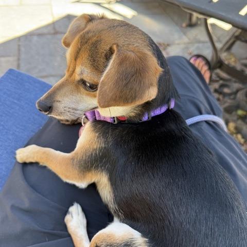 Happie, a Adoptable mixed breed in Pacifica, CA image 4/4