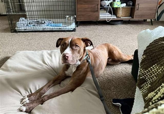 TALENTI, Adoptable, Adult Male Mixed Breed.