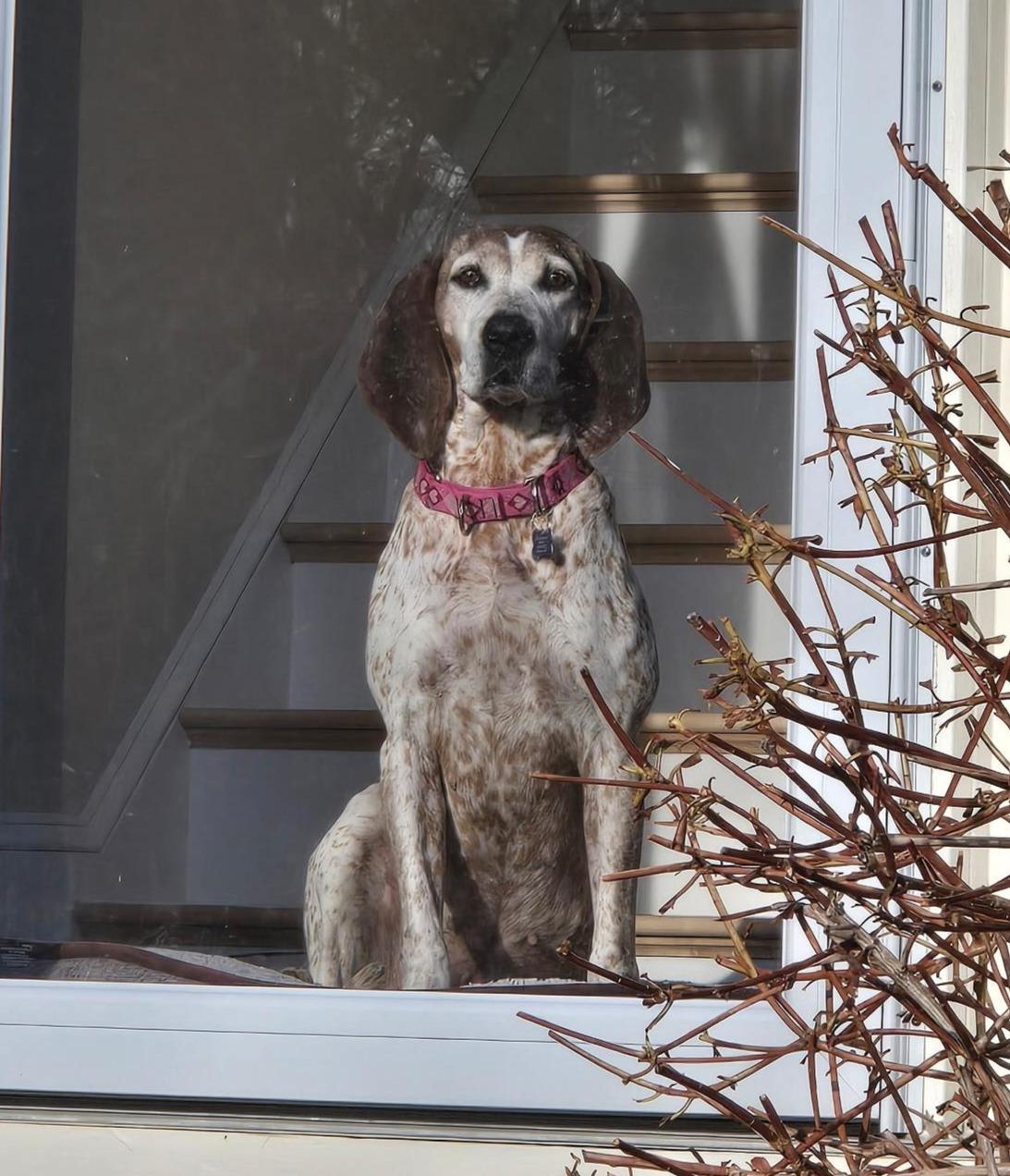 Enlarge Trudy, a ADOPTABLE Coonhound in Lexington, MA image 6/6