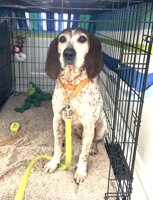 Enlarge Trudy, a ADOPTABLE Coonhound in Lexington, MA image 3/5