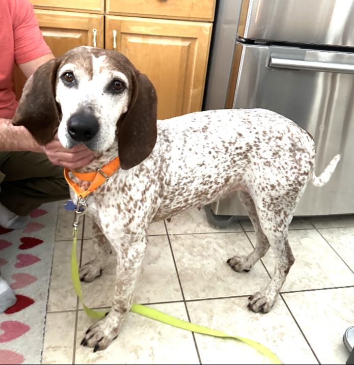 Enlarge Trudy, a ADOPTABLE Coonhound in Lexington, MA image 5/5