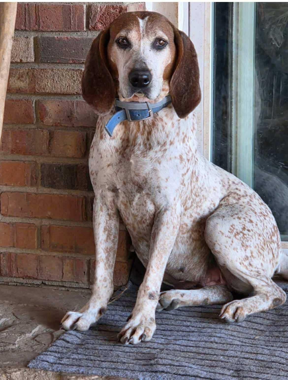 Trudy, a ADOPTABLE Coonhound in Lexington, MA image 1/4