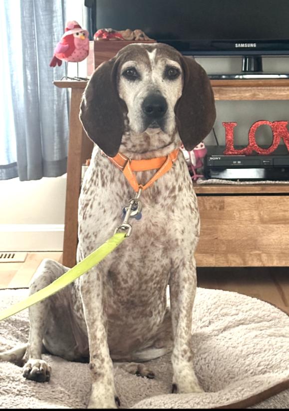 Enlarge Trudy, a ADOPTABLE Coonhound in Lexington, MA image 4/5