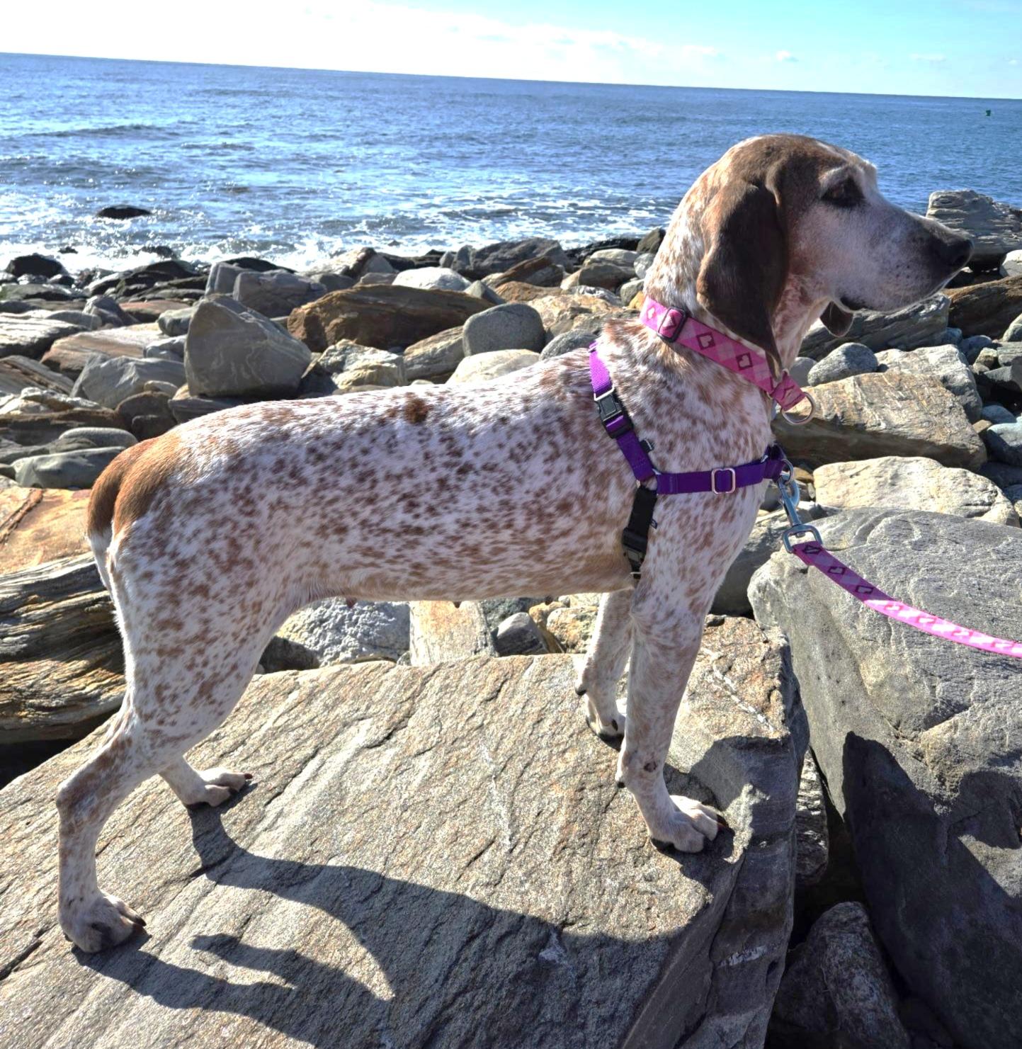 Enlarge Trudy, a ADOPTABLE Coonhound in Lexington, MA image 4/6
