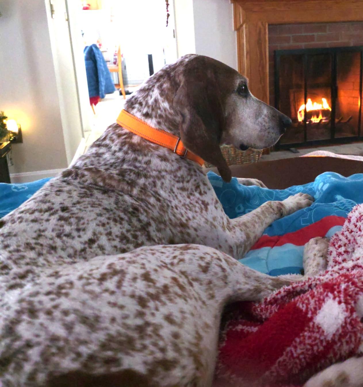 Trudy, a ADOPTABLE Coonhound in Lexington, MA image 3/4