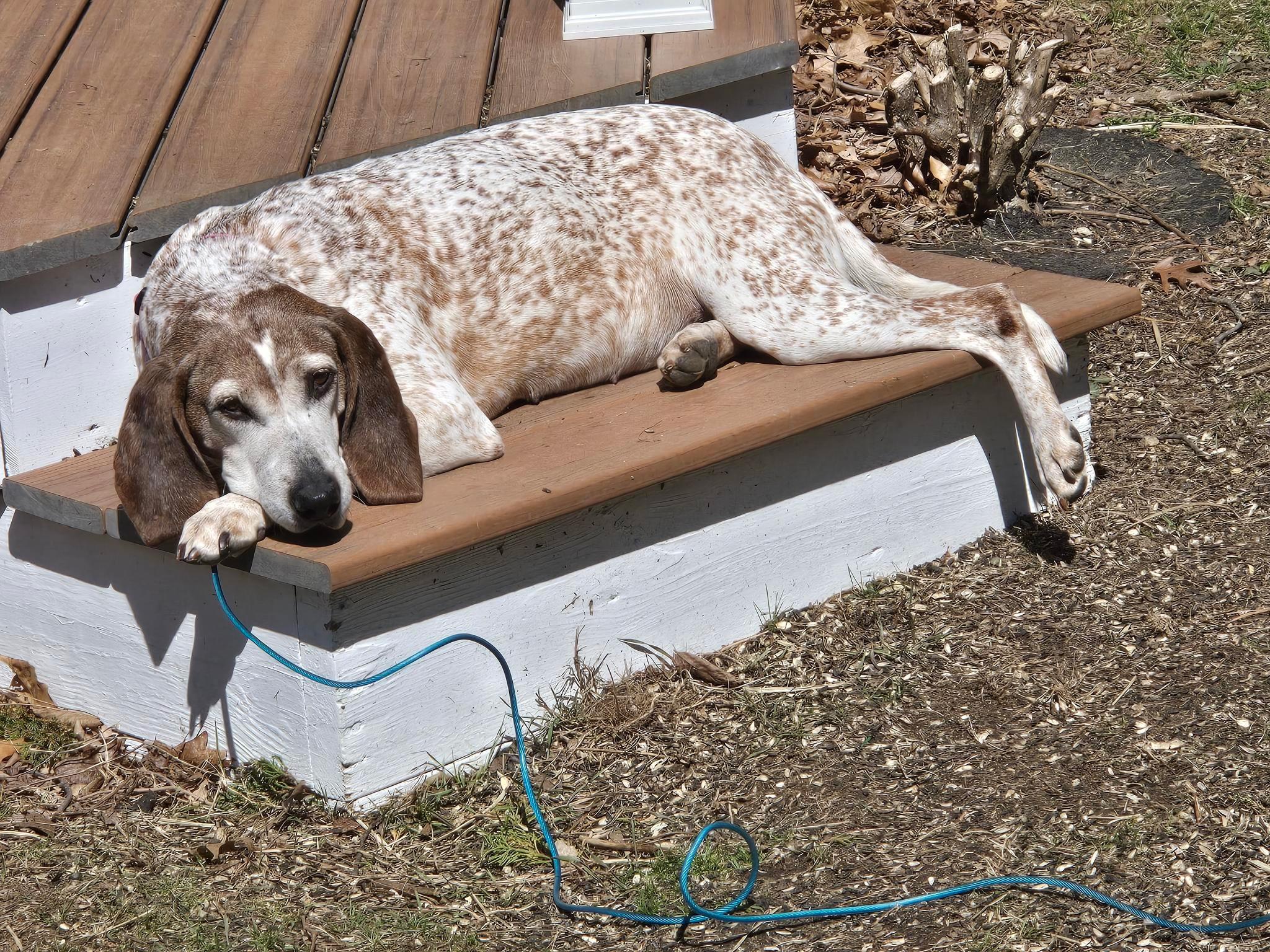 Enlarge Trudy, a ADOPTABLE Coonhound in Lexington, MA image 5/6