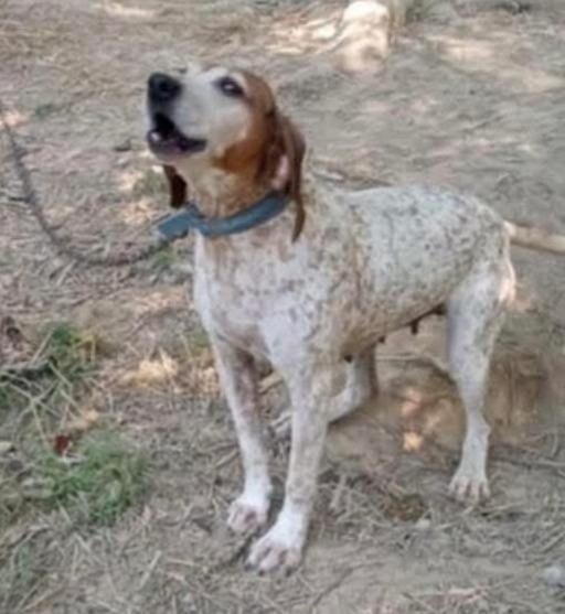 Trudy, a ADOPTABLE Coonhound in Lexington, MA image 2/4
