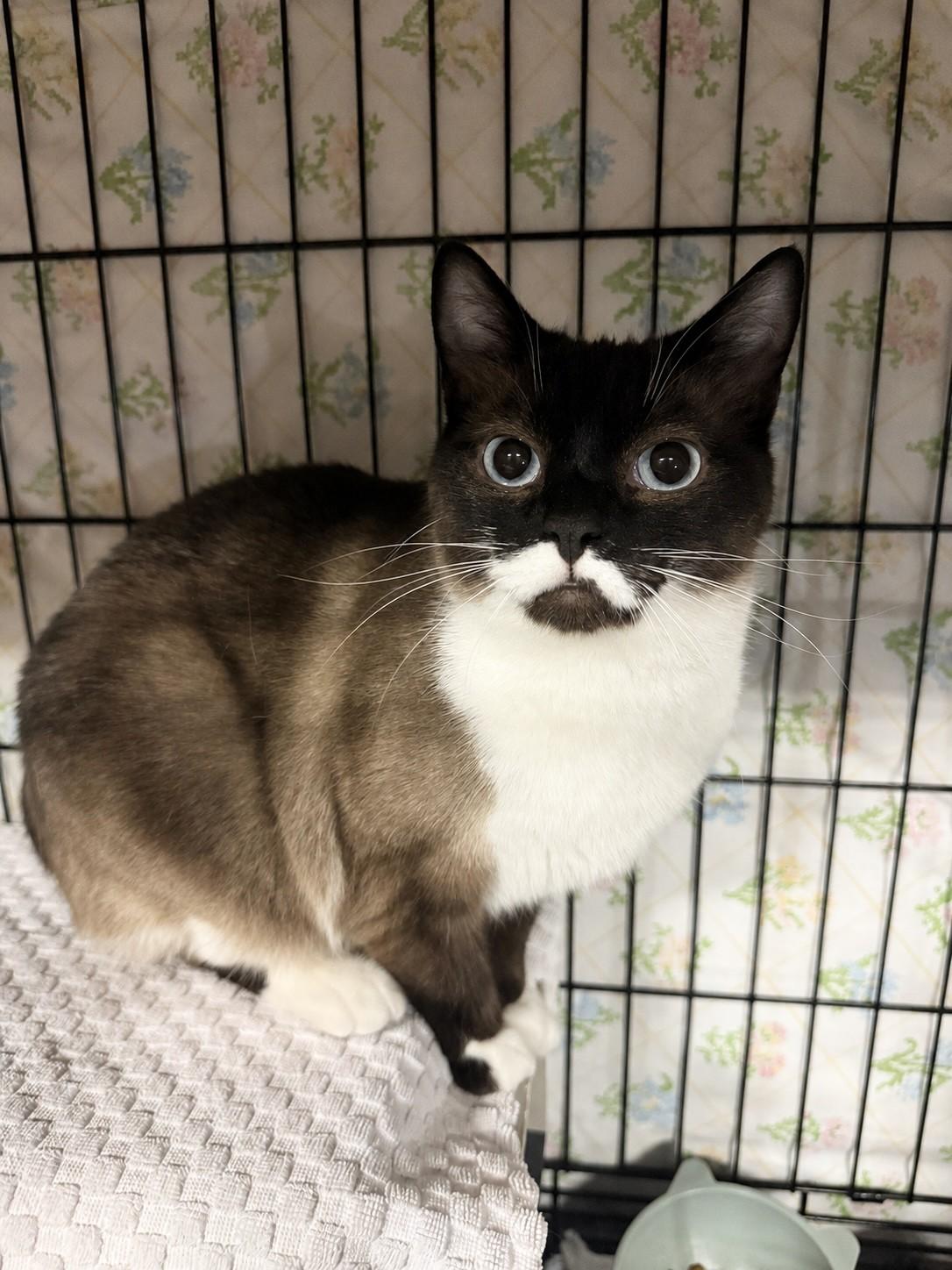 Enlarge Zara, a ADOPTABLE Domestic Short Hair in Delta, BC image 1/1