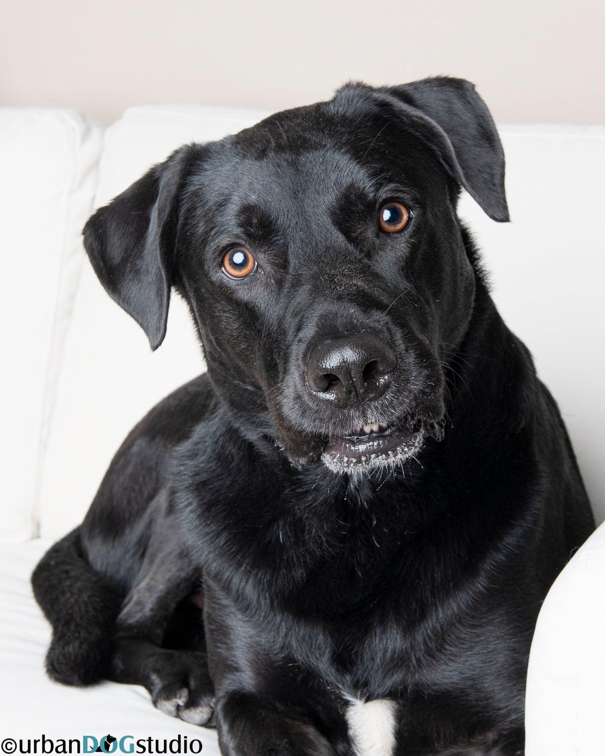 Enlarge Barkley - M, a Adoptable Labrador Retriever in Tampa, FL image 1/3