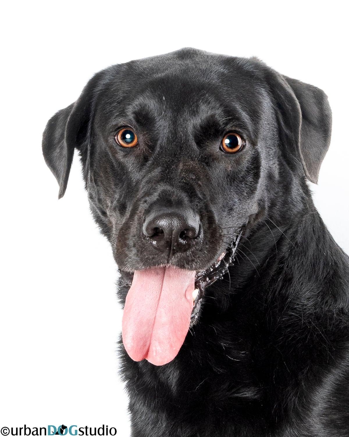 Enlarge Barkley - M, a Adoptable Labrador Retriever in Tampa, FL image 2/3