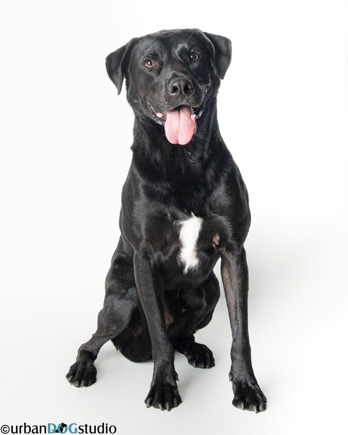 Enlarge Barkley - M, a Adoptable Labrador Retriever in Tampa, FL image 3/3