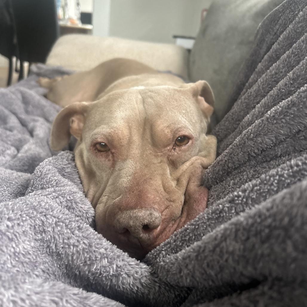 Skylar, Adoptable, Adult Female Pit Bull Terrier.