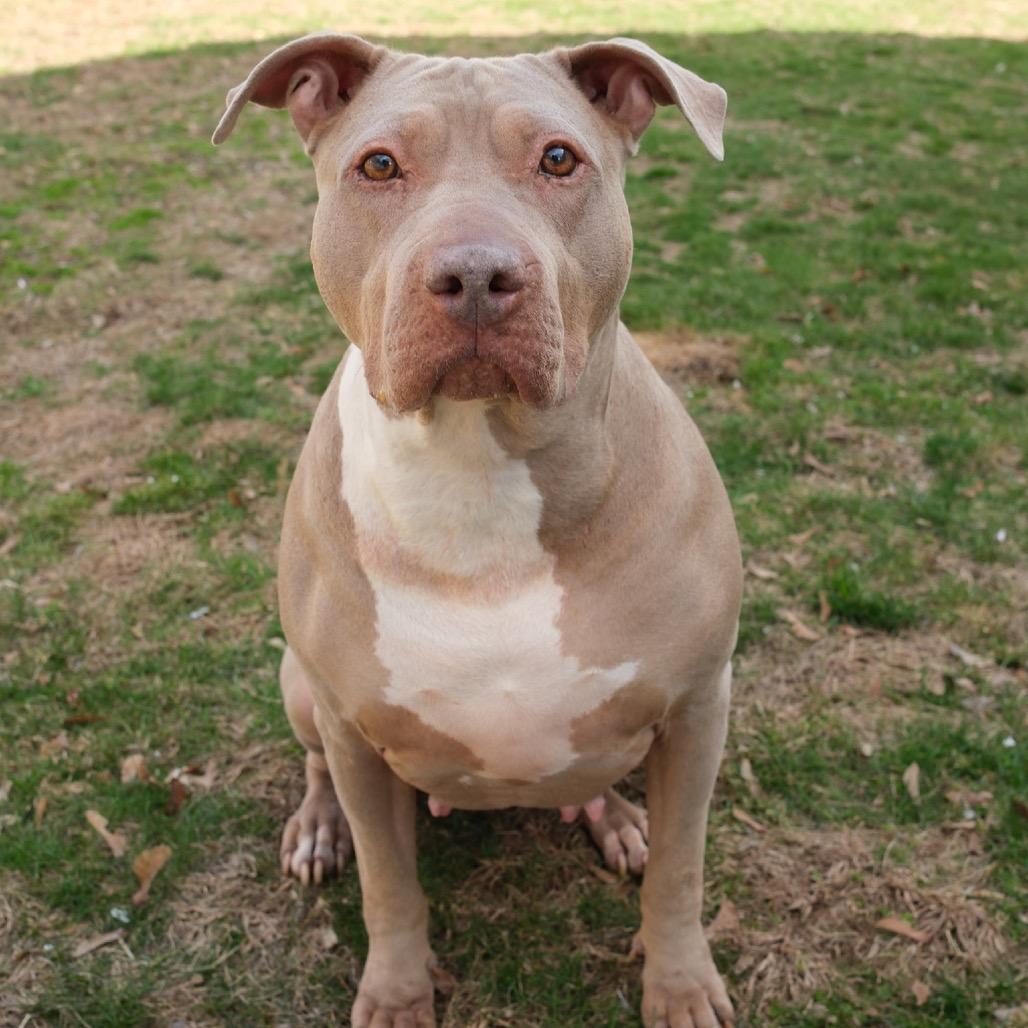 Enlarge Skylar, a Adoptable Pit Bull Terrier in Newark, NJ image 4/6