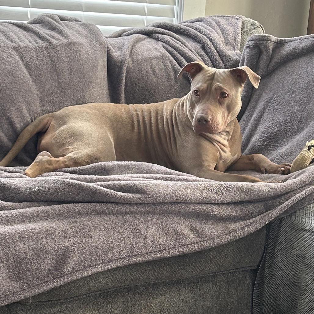 Skylar, a Adoptable Pit Bull Terrier in Newark, NJ image 3/3