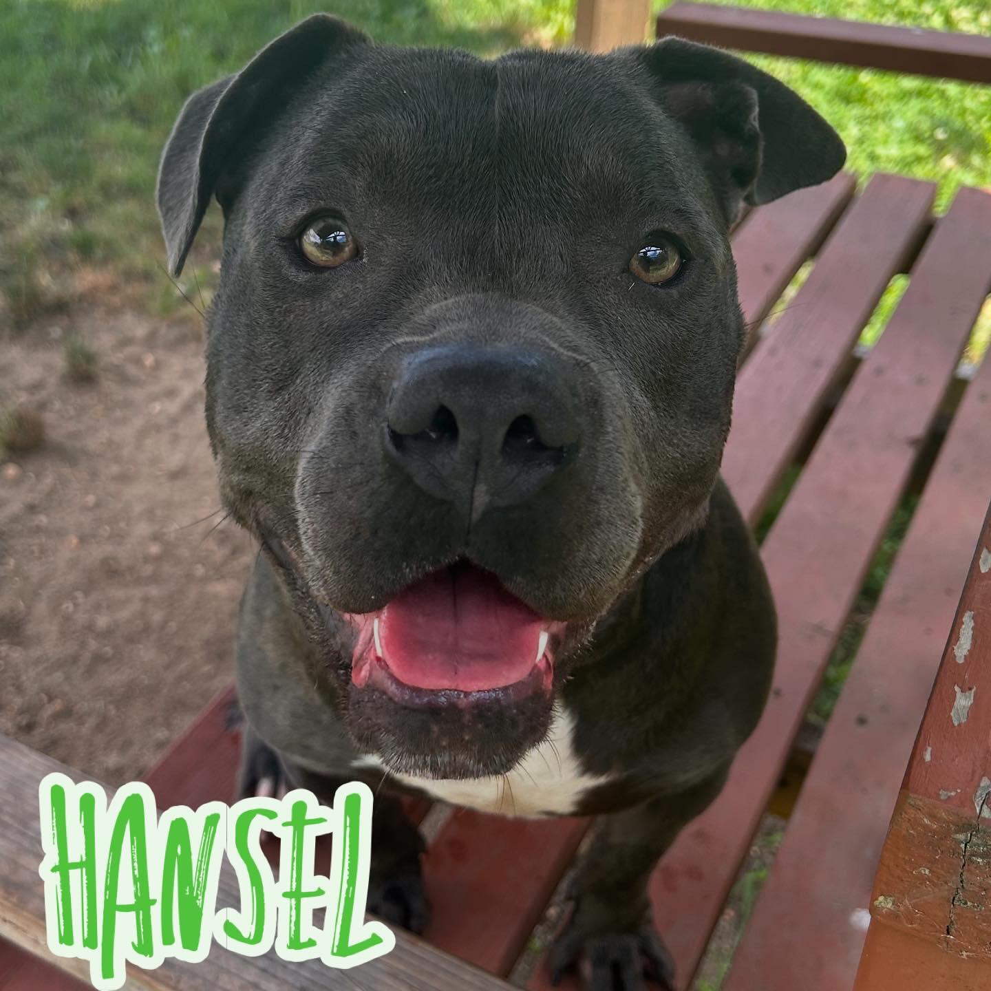 Hansel Tag #1203, Adoptable, Young Male Pit Bull Terrier.
