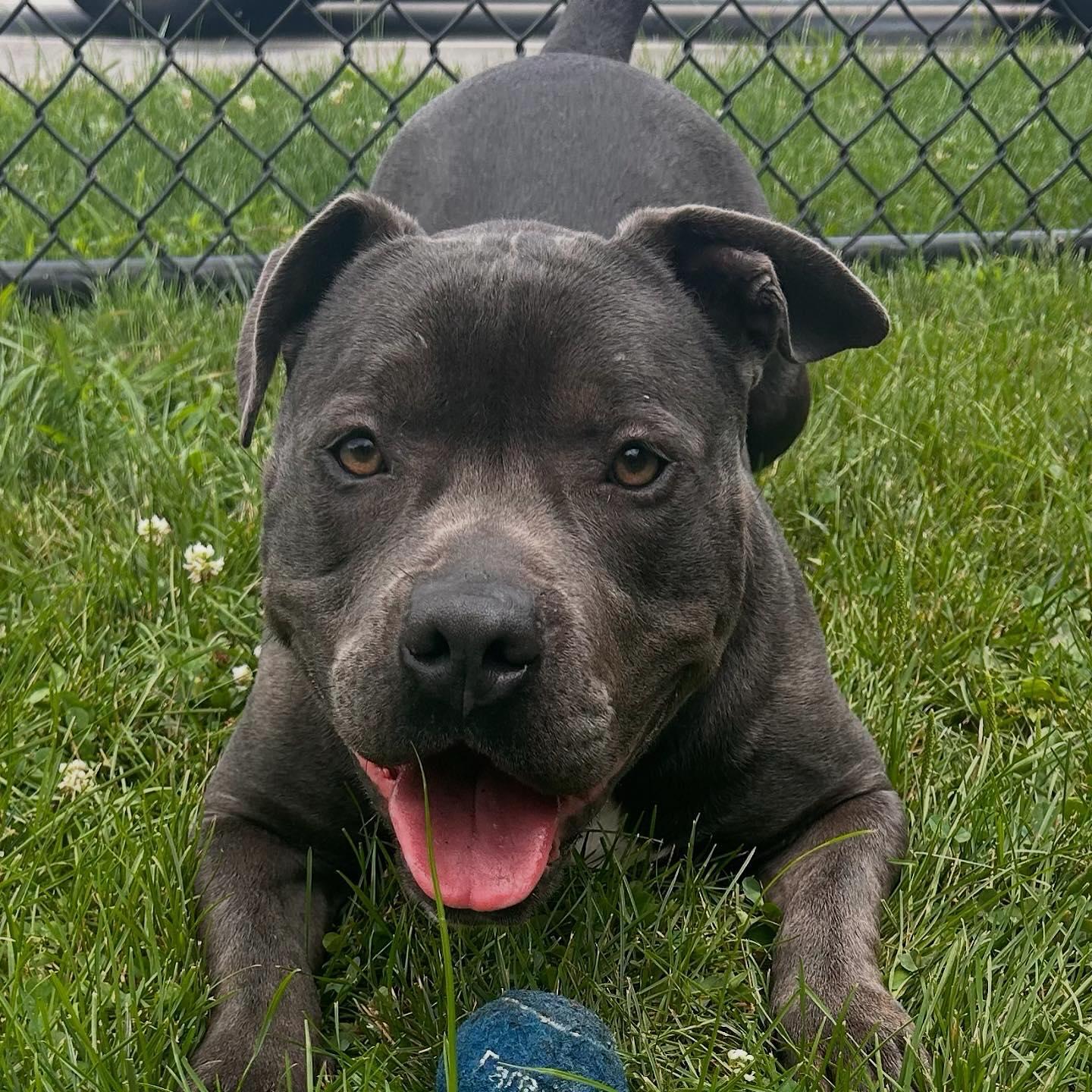 Hansel Tag #1203, a Adoptable mixed breed in Central Islip, NY image 2/2