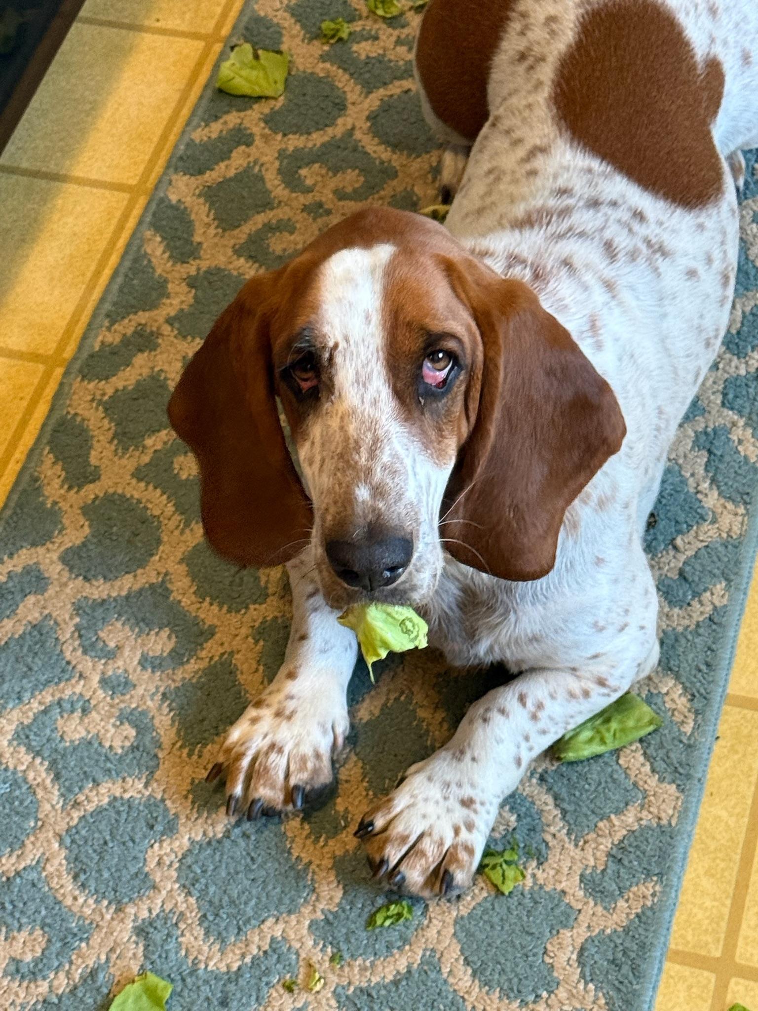 Peanut, ADOPTABLE, Young Female Basset Hound.