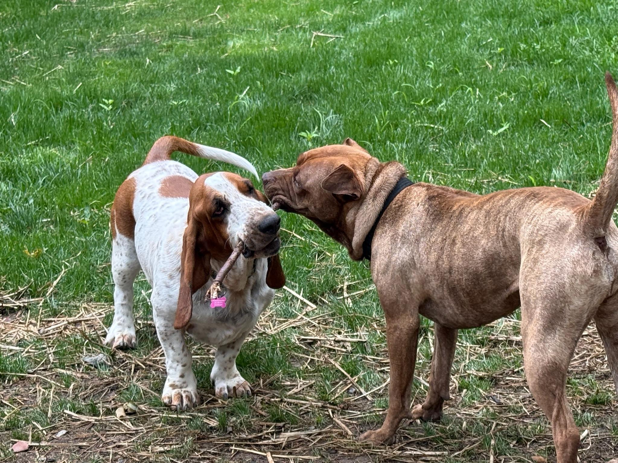 Enlarge Peanut, a ADOPTABLE Basset Hound in Silver Spring, MD image 2/6