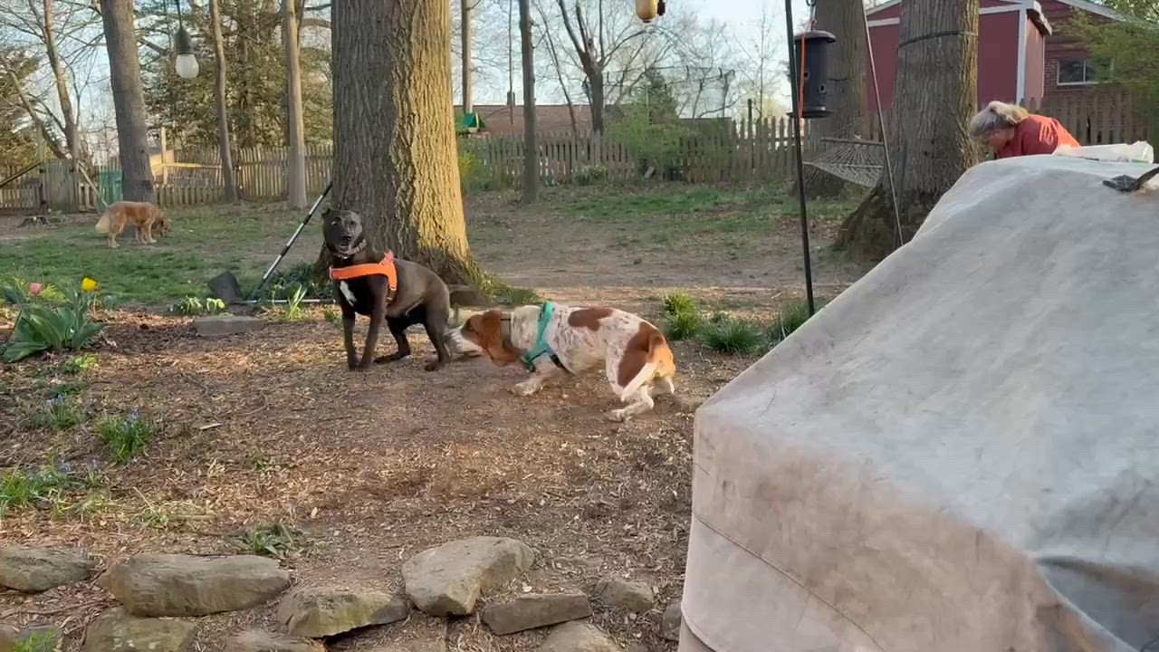 Enlarge Peanut, a ADOPTABLE Basset Hound in Silver Spring, MD video 4/6