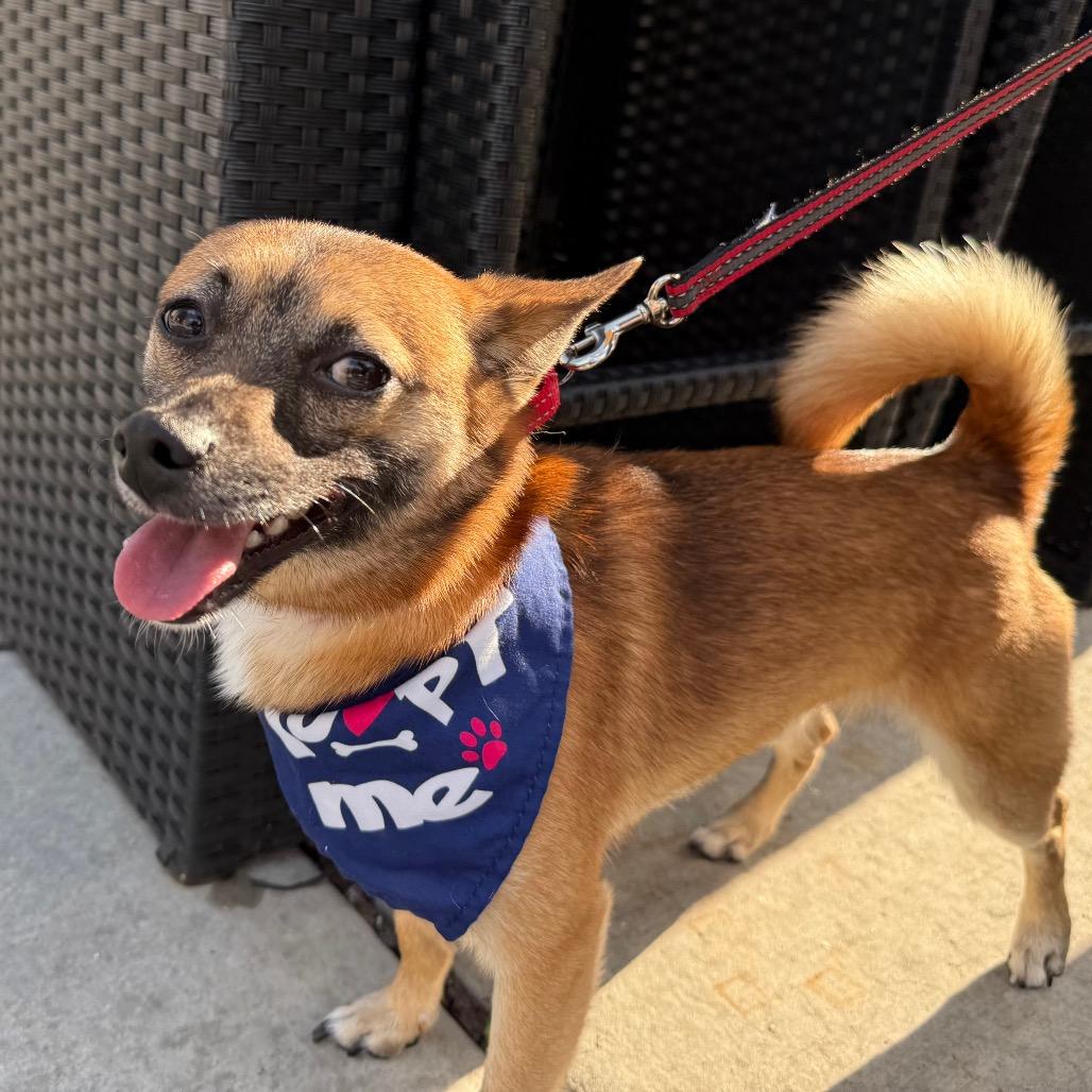 Riddle $450, Adoptable, Young Male Pomeranian & Chihuahua.