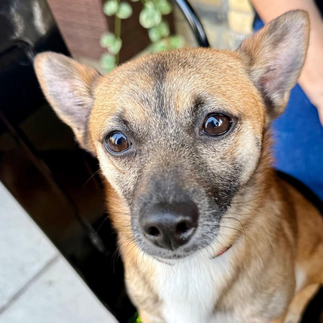Enlarge Riddle $450, a Adoptable mixed breed in Milwaukee, WI image 2/4