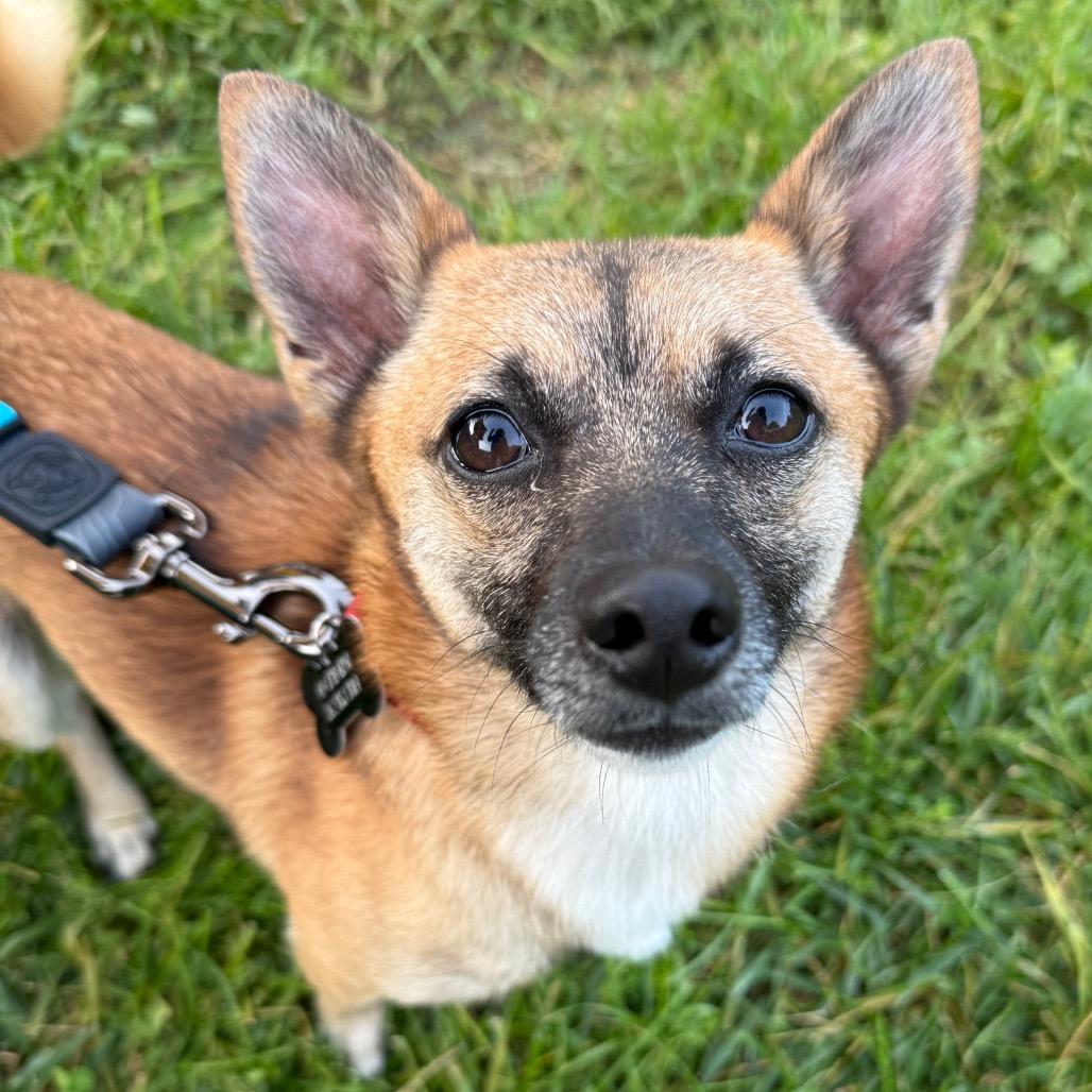 Enlarge Riddle $450, a Adopted mixed breed in Milwaukee, WI image 4/6
