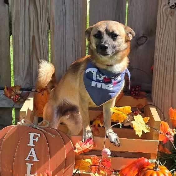 Enlarge Riddle $450, a Adopted mixed breed in Milwaukee, WI image 5/6