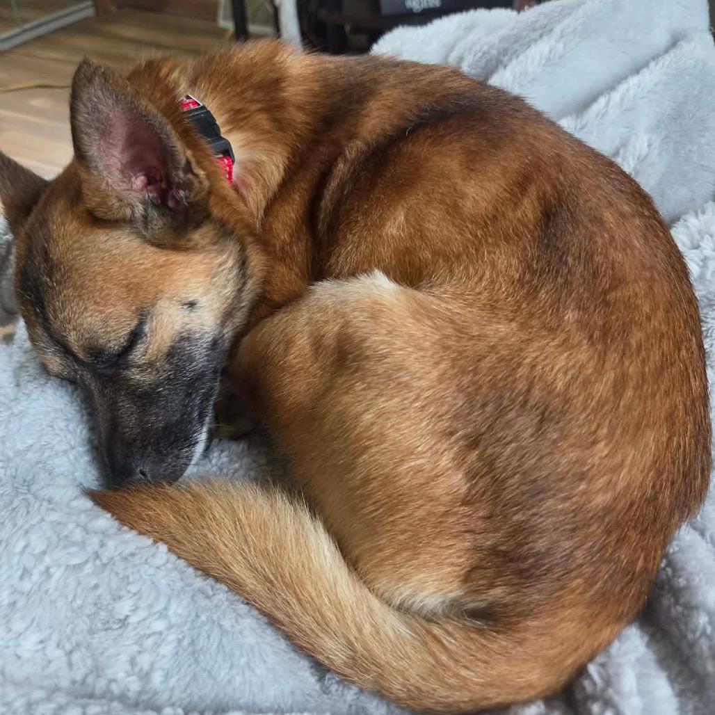 Enlarge Riddle $450, a Adoptable mixed breed in Milwaukee, WI image 3/4