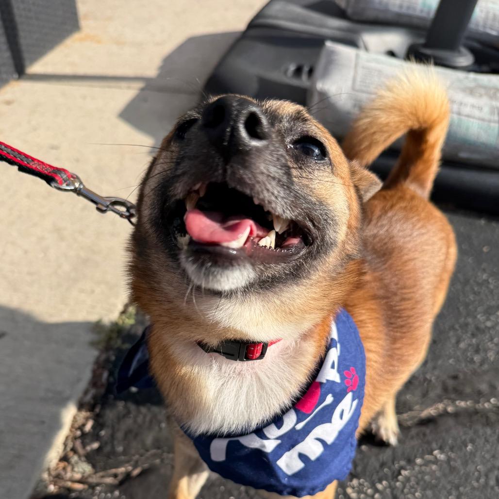 Enlarge Riddle $450, a Adoptable mixed breed in Milwaukee, WI image 4/4