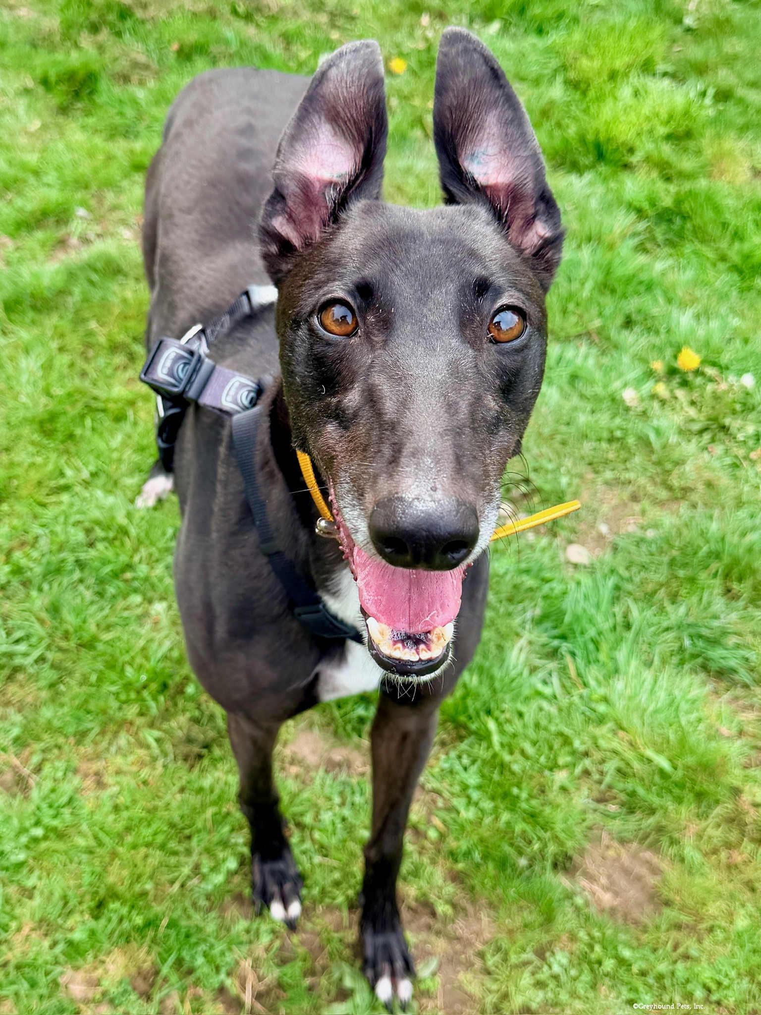 Kali, Adopted, Adult Female Greyhound.