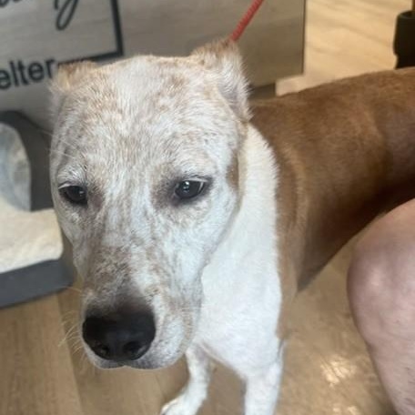 Cujo, Adoptable, Adult Male Cattle Dog.