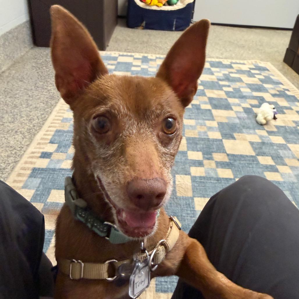 Toby photo