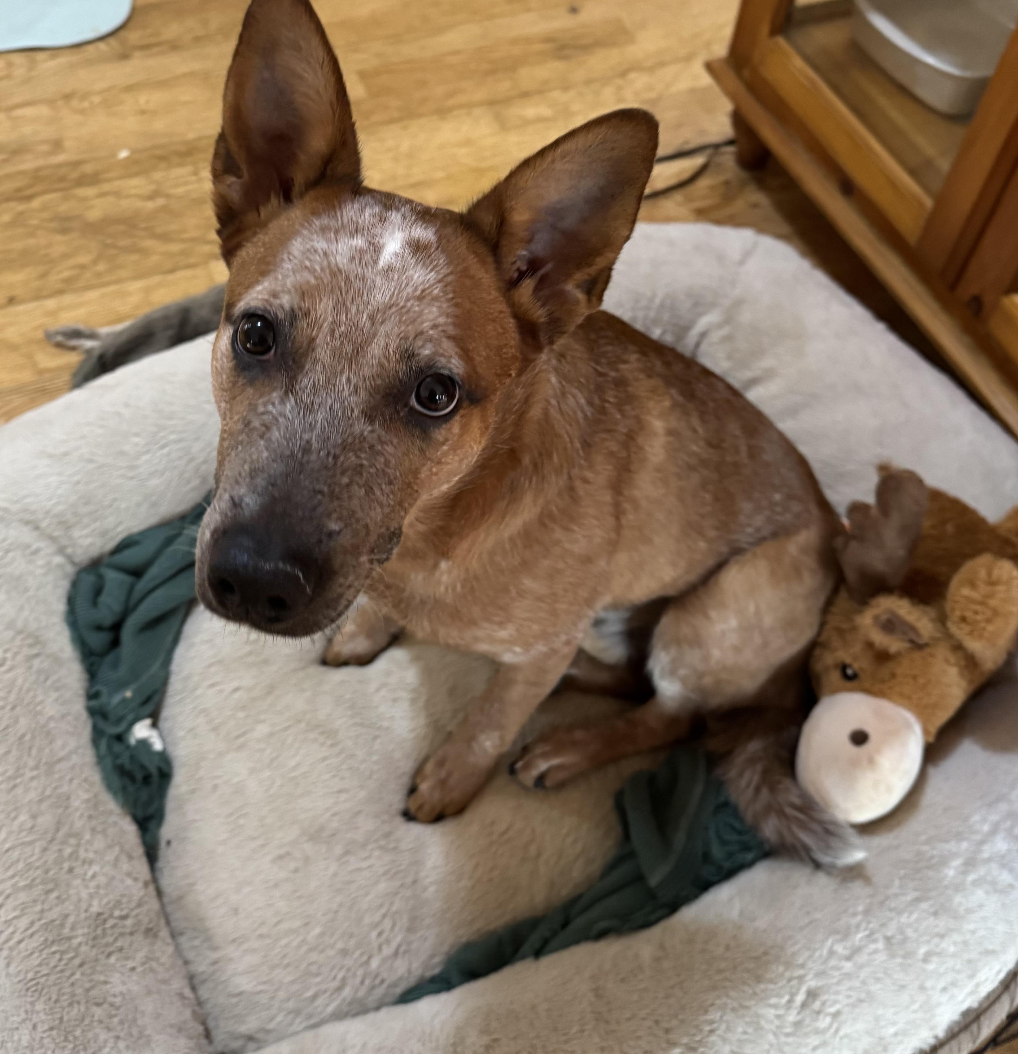 Enlarge Blue, a Adoptable Australian Cattle Dog / Blue Heeler in Glenwood City, WI image 1/2
