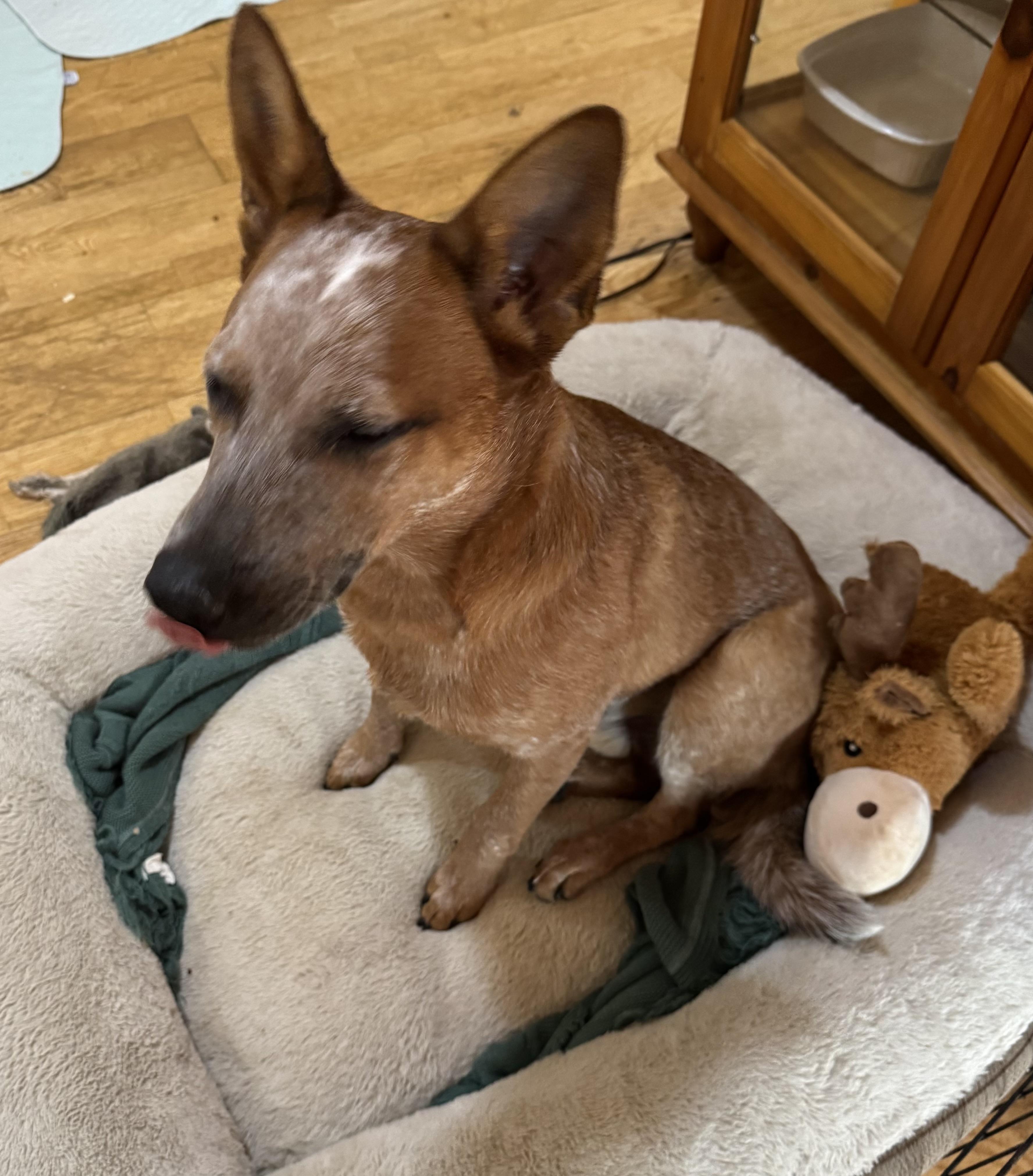 Enlarge Blue, a Adoptable Australian Cattle Dog / Blue Heeler in Glenwood City, WI image 2/2
