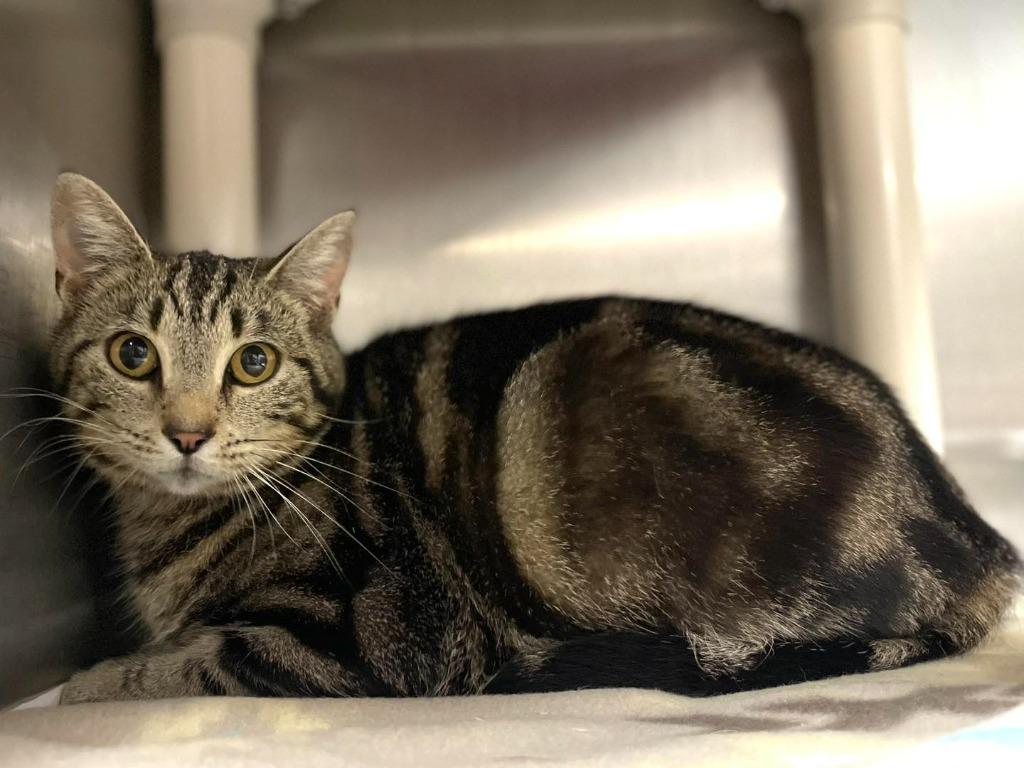 Opal, ADOPTABLE, Adult Female Tabby.