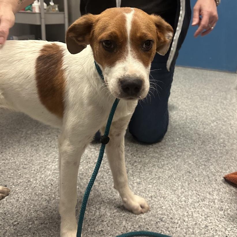 Jack "Spaghetti" Sparrow, a Adoptable mixed breed in Chaska, MN image 1/6