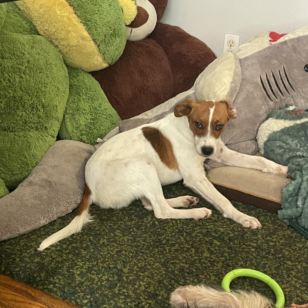 Jack "Spaghetti" Sparrow, a Adoptable mixed breed in Chaska, MN image 2/6