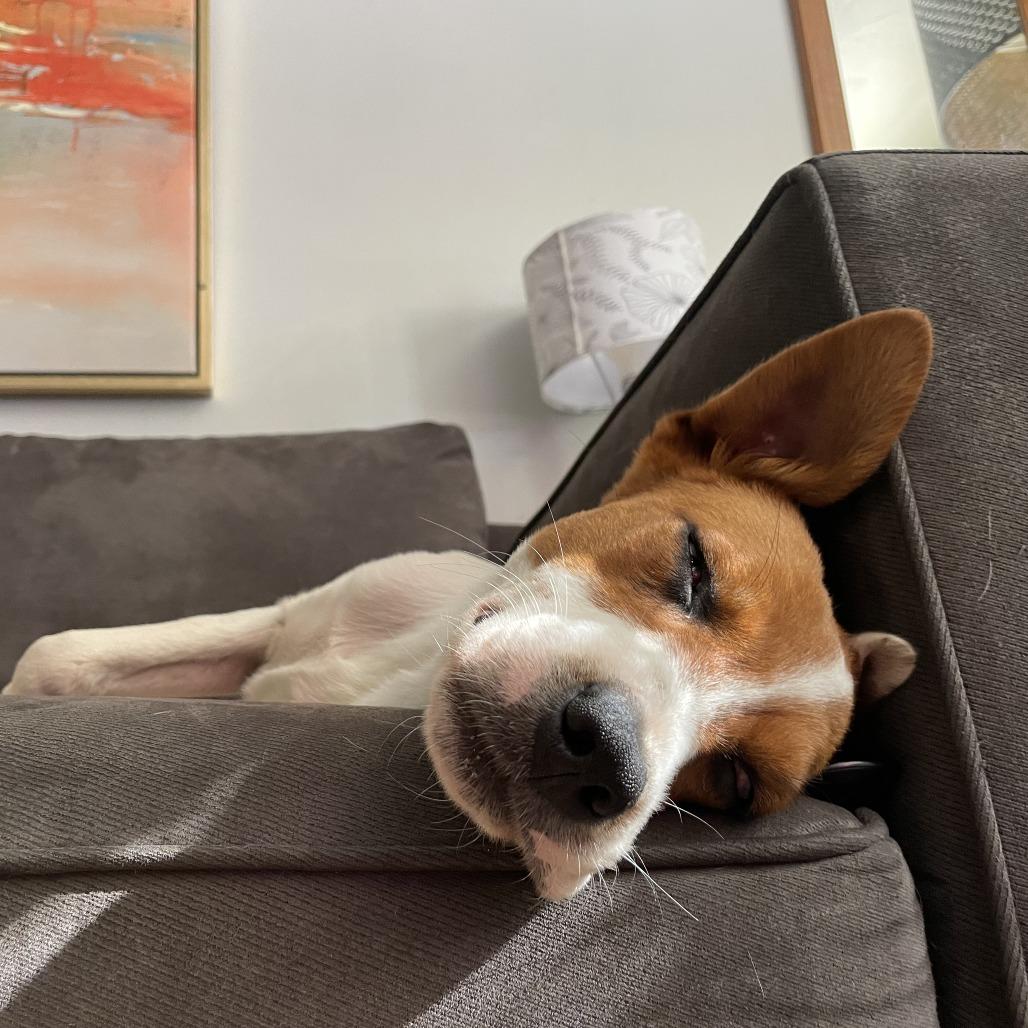 Jack "Spaghetti" Sparrow, a Adoptable mixed breed in Chaska, MN image 3/6